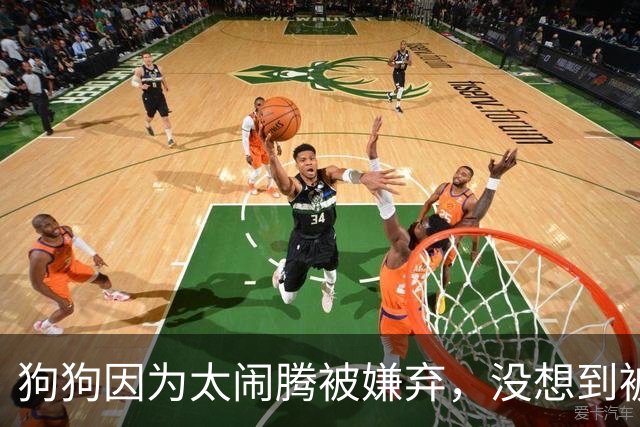 狗狗因为太闹腾被嫌弃，没想到被人一眼选中，后来成了小英雄！