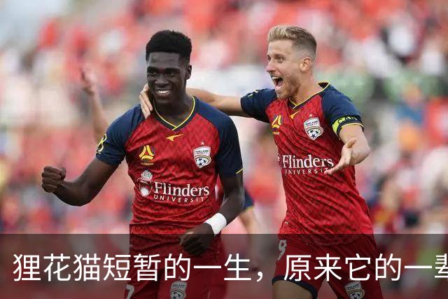 狸花猫短暂的一生，原来它的一辈子，转瞬即逝